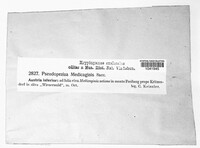 Pseudopeziza medicaginis image